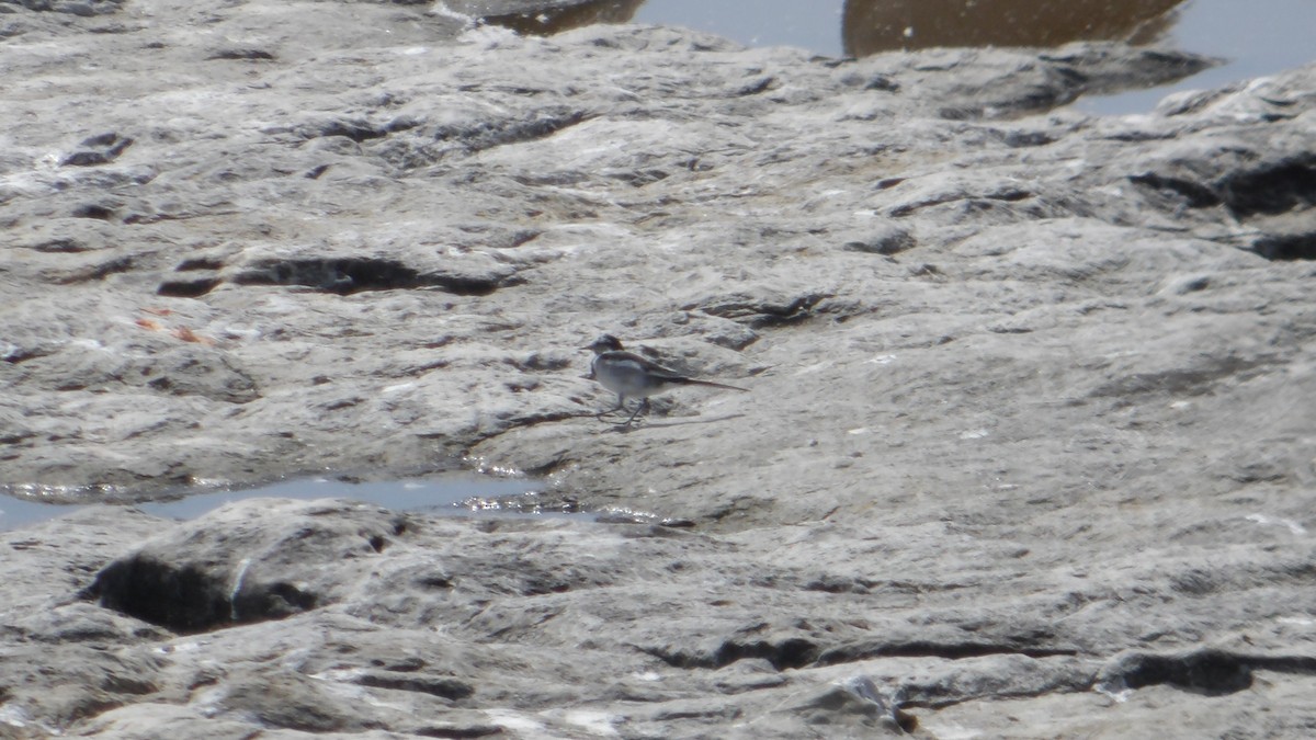 White Wagtail - ML638070387