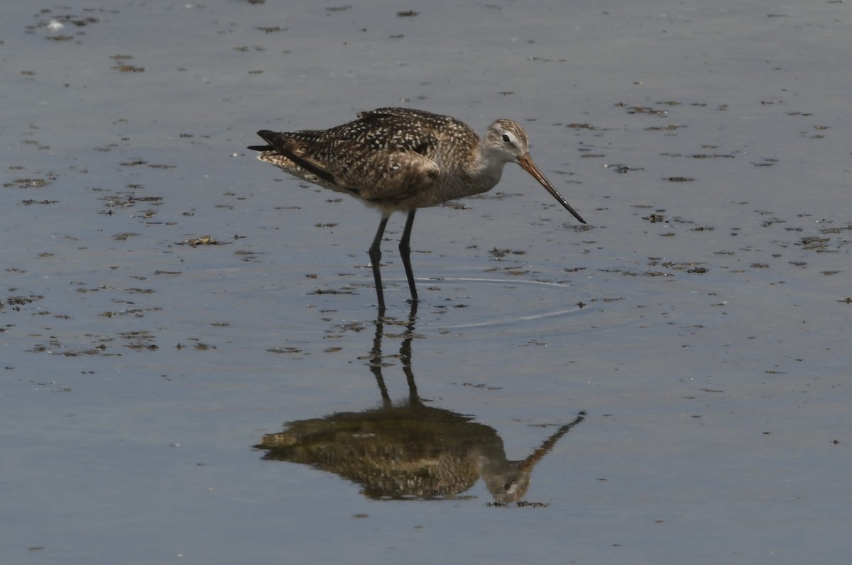 Marbled Godwit - ML638070409
