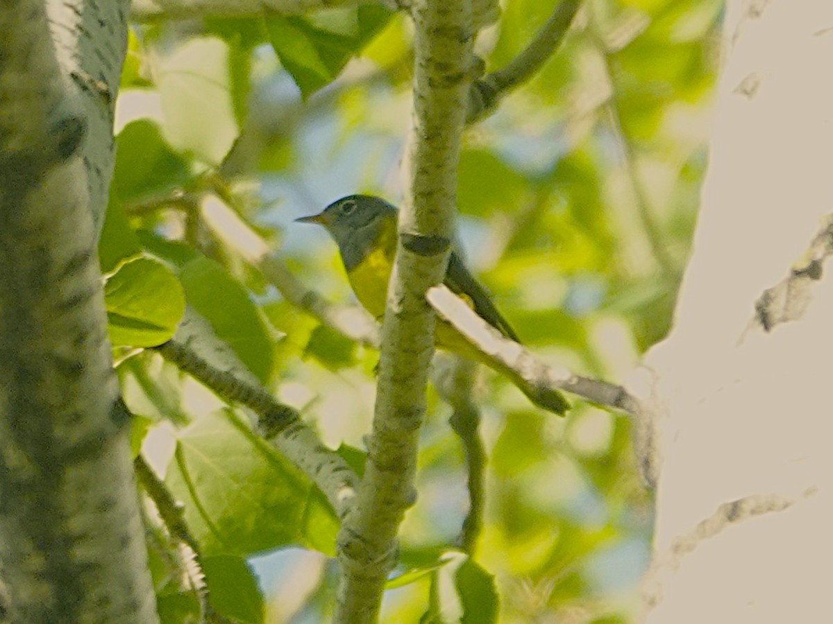 Connecticut Warbler - ML638070419