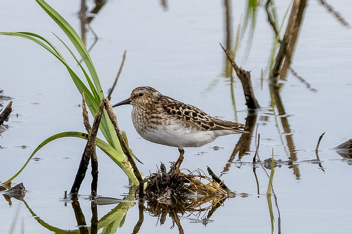 Least Sandpiper - ML638070483