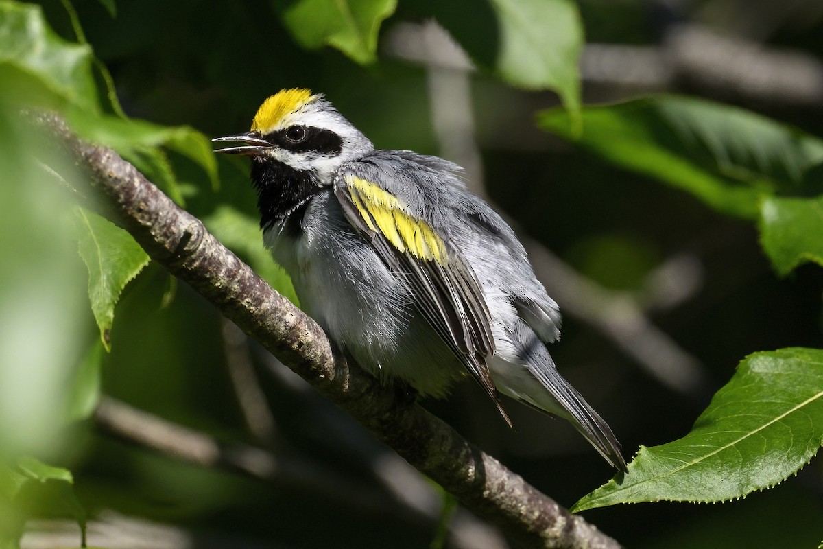 Golden-winged Warbler - ML638070492
