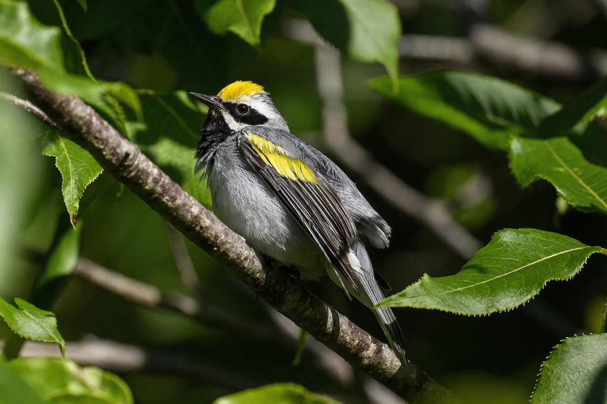 Golden-winged Warbler - ML638070493