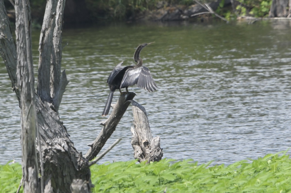 Anhinga - ML638070494