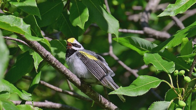 Golden-winged Warbler - ML638070509