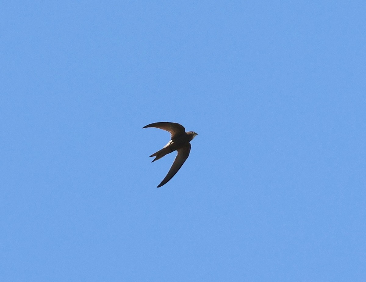 Pallid Swift - ML638070529