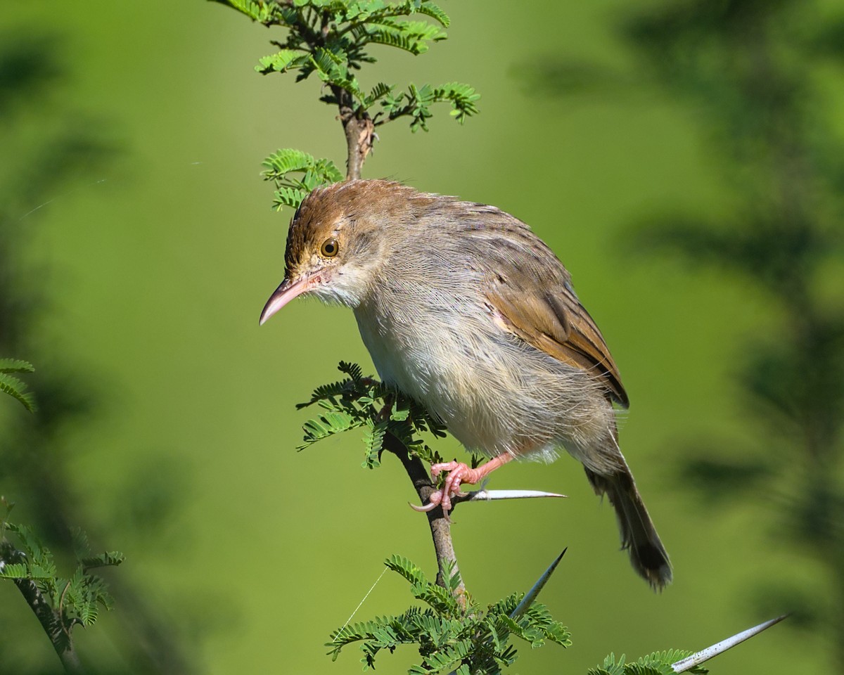 Rattling Cisticola - ML638070535