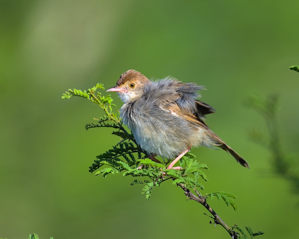 Rattling Cisticola - ML638070536