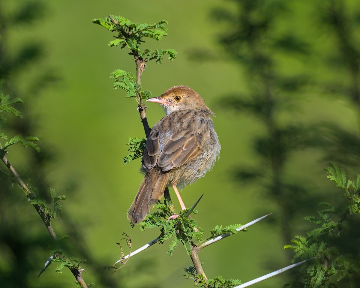 Rattling Cisticola - ML638070537