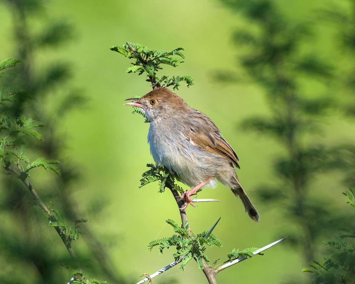 Rattling Cisticola - ML638070538