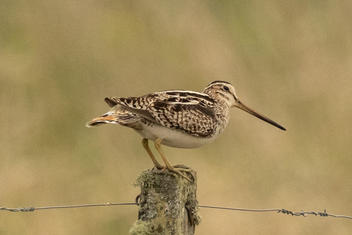 Latham's Snipe - ML638070551
