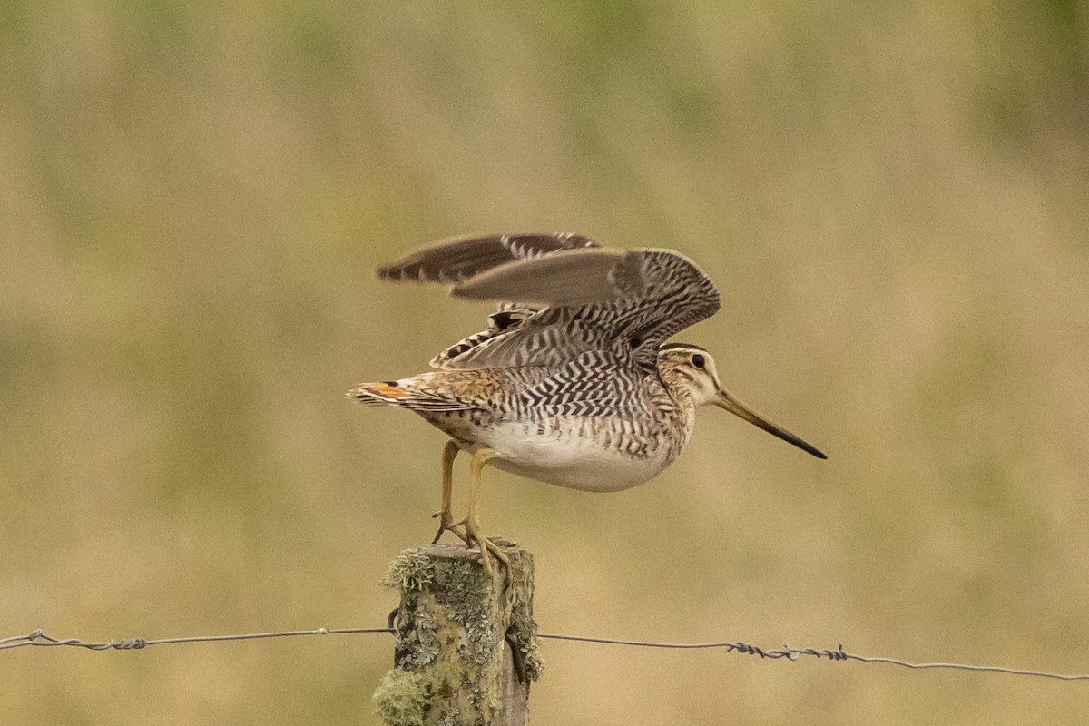Latham's Snipe - ML638070552