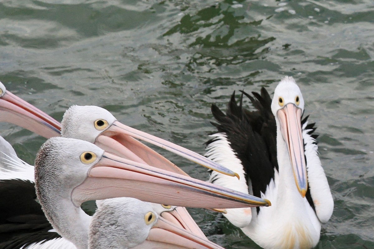 Australian Pelican - ML638070561