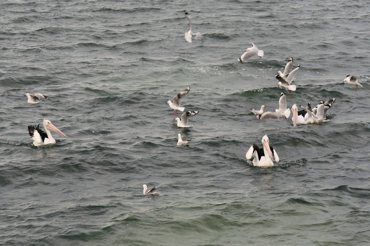 Australian Pelican - ML638070565