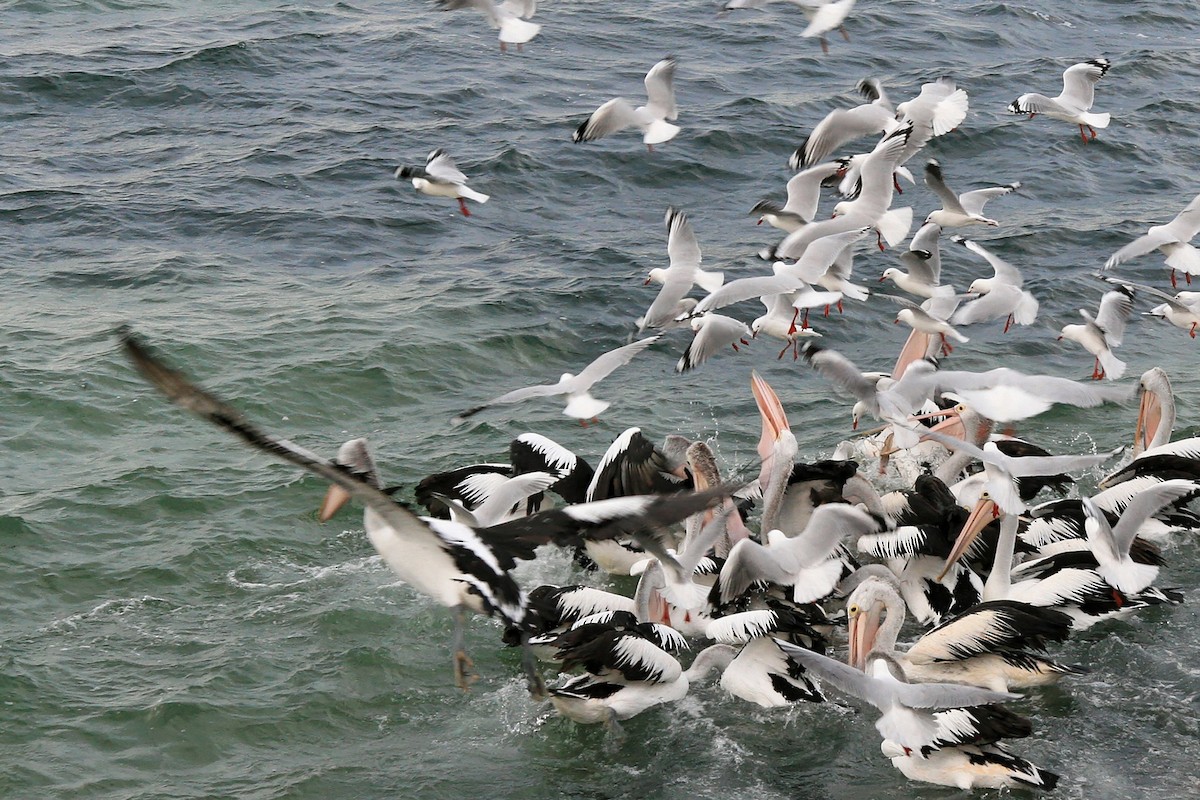 Australian Pelican - ML638070569