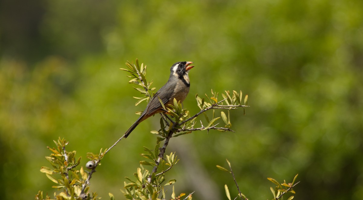 Golden-billed Saltator - ML638070595