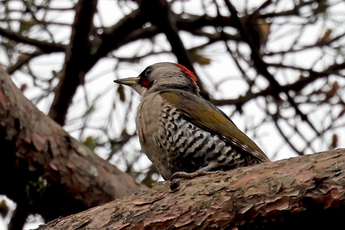 Japanese Woodpecker - ML638070619