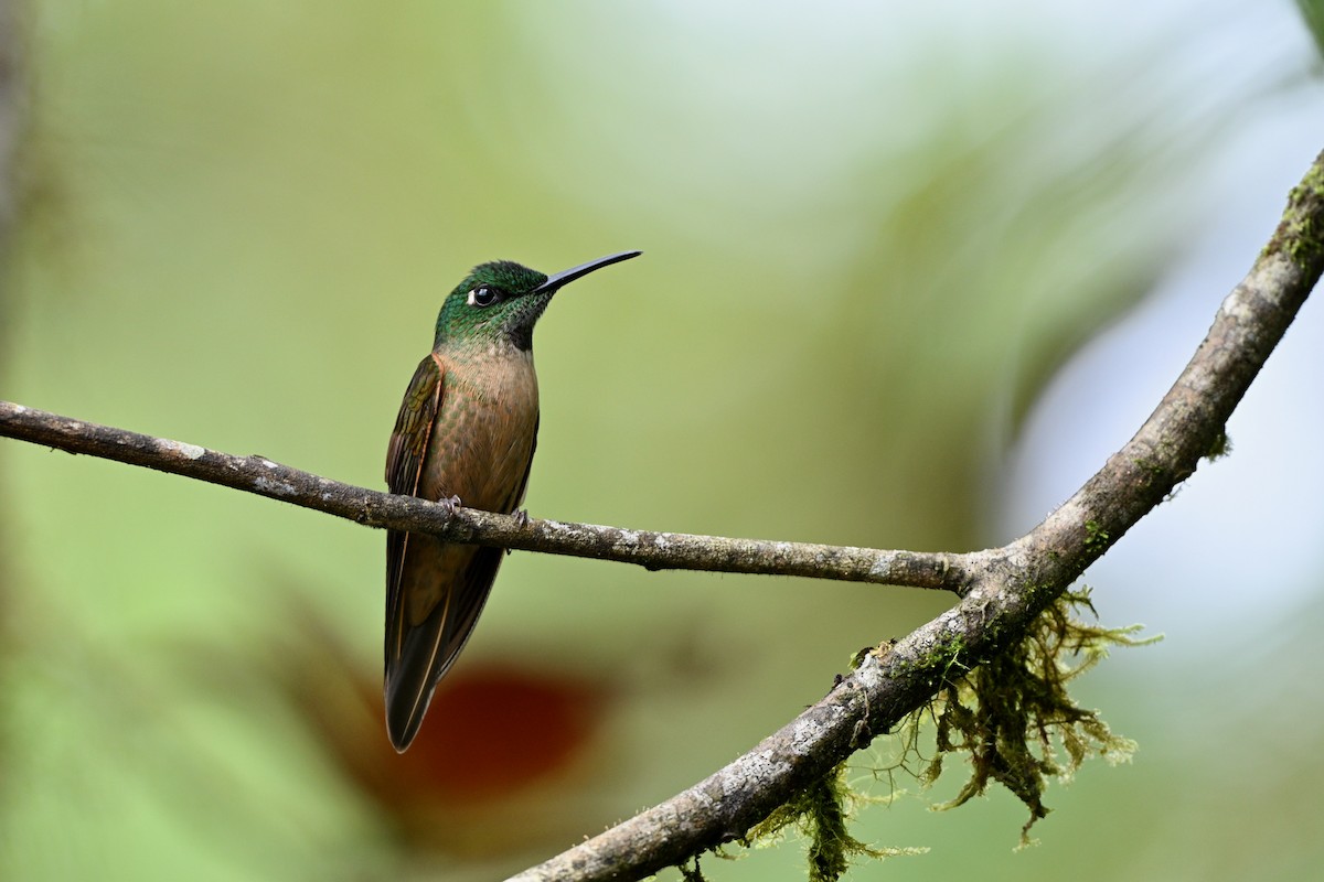Fawn-breasted Brilliant - ML638070620