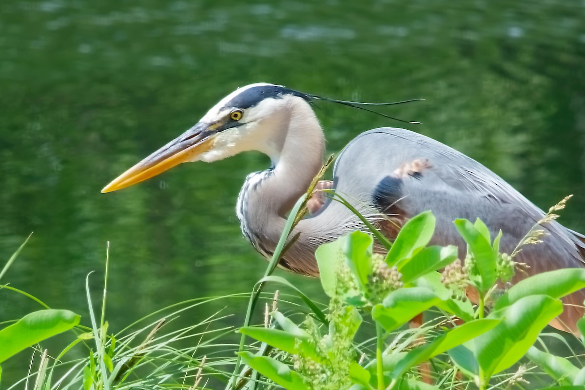 Great Blue Heron - ML638070621