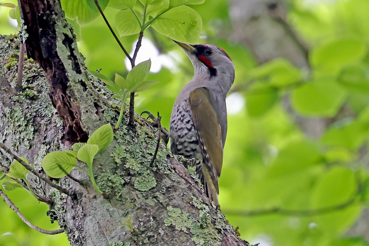 Japanese Woodpecker - ML638070622