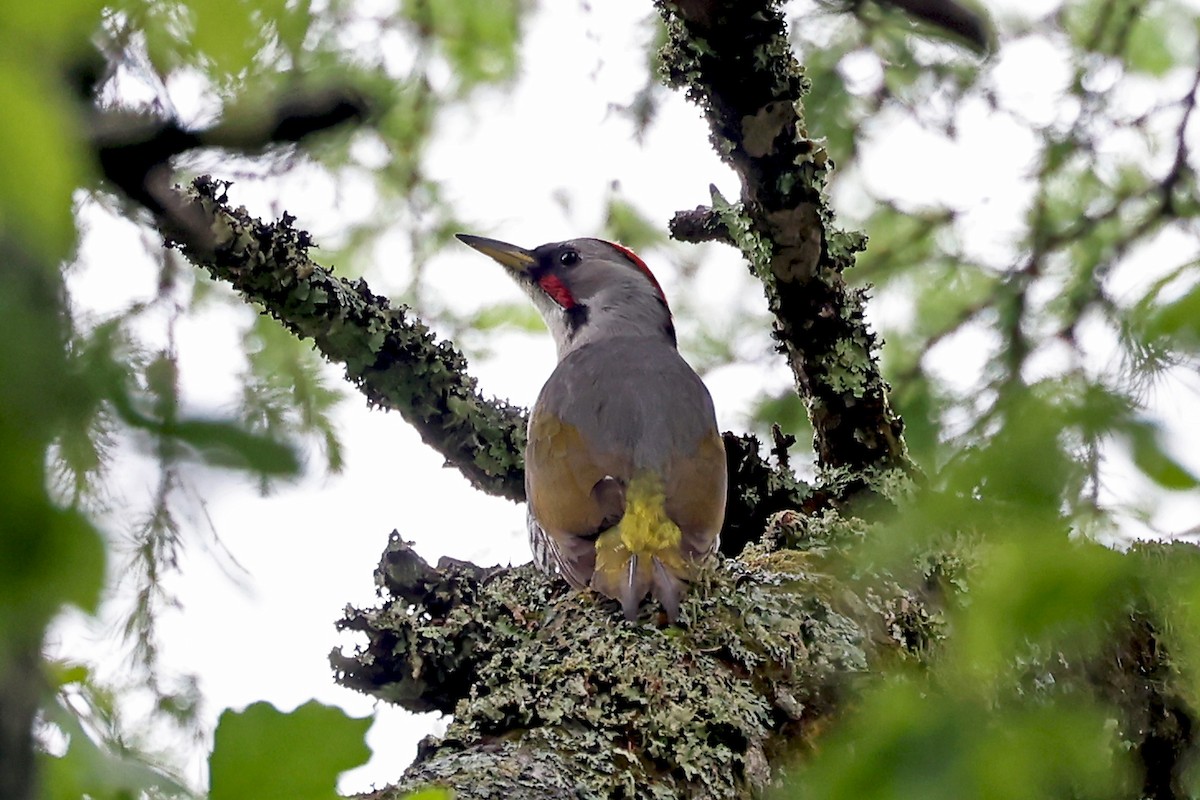 Japanese Woodpecker - ML638070623