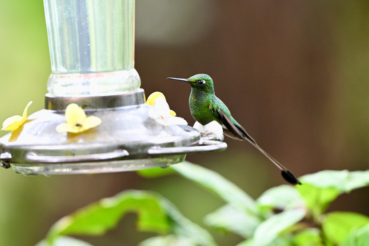 White-booted Racket-tail - ML638070645