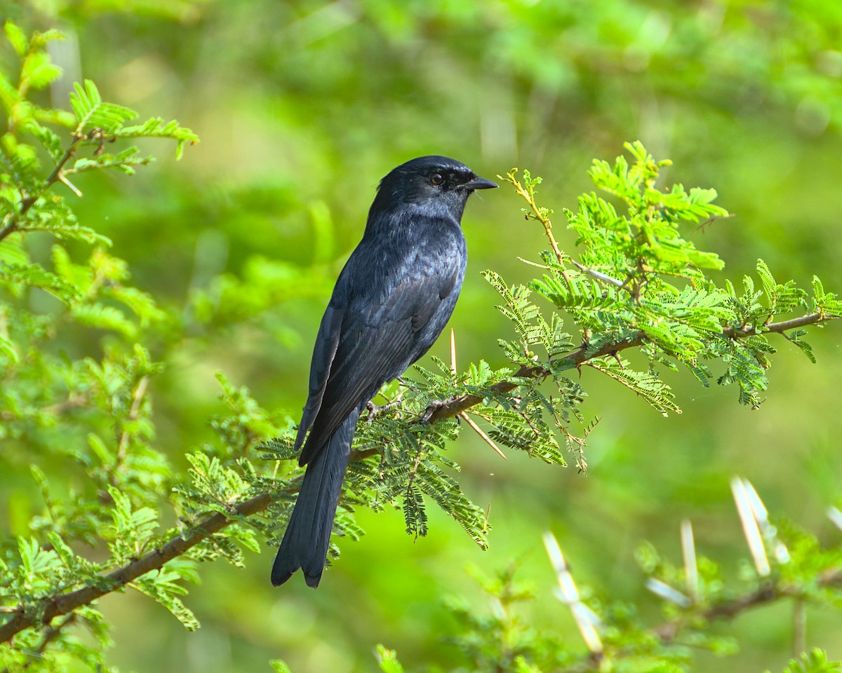 Southern Black-Flycatcher - ML638070727