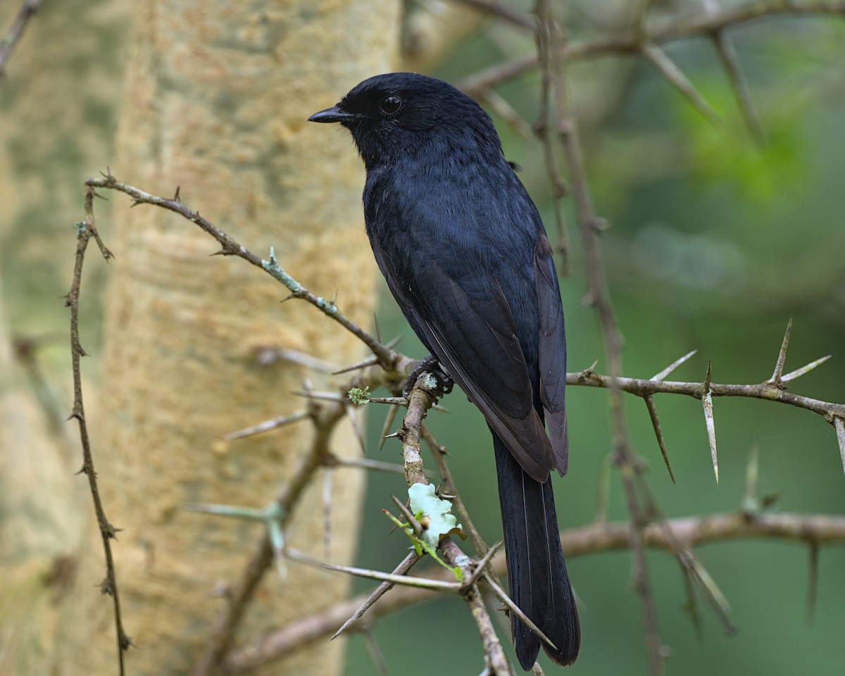 Southern Black-Flycatcher - ML638070728