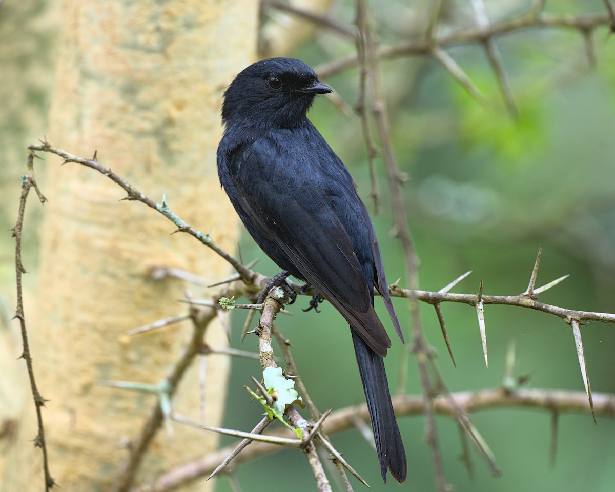 Southern Black-Flycatcher - ML638070729