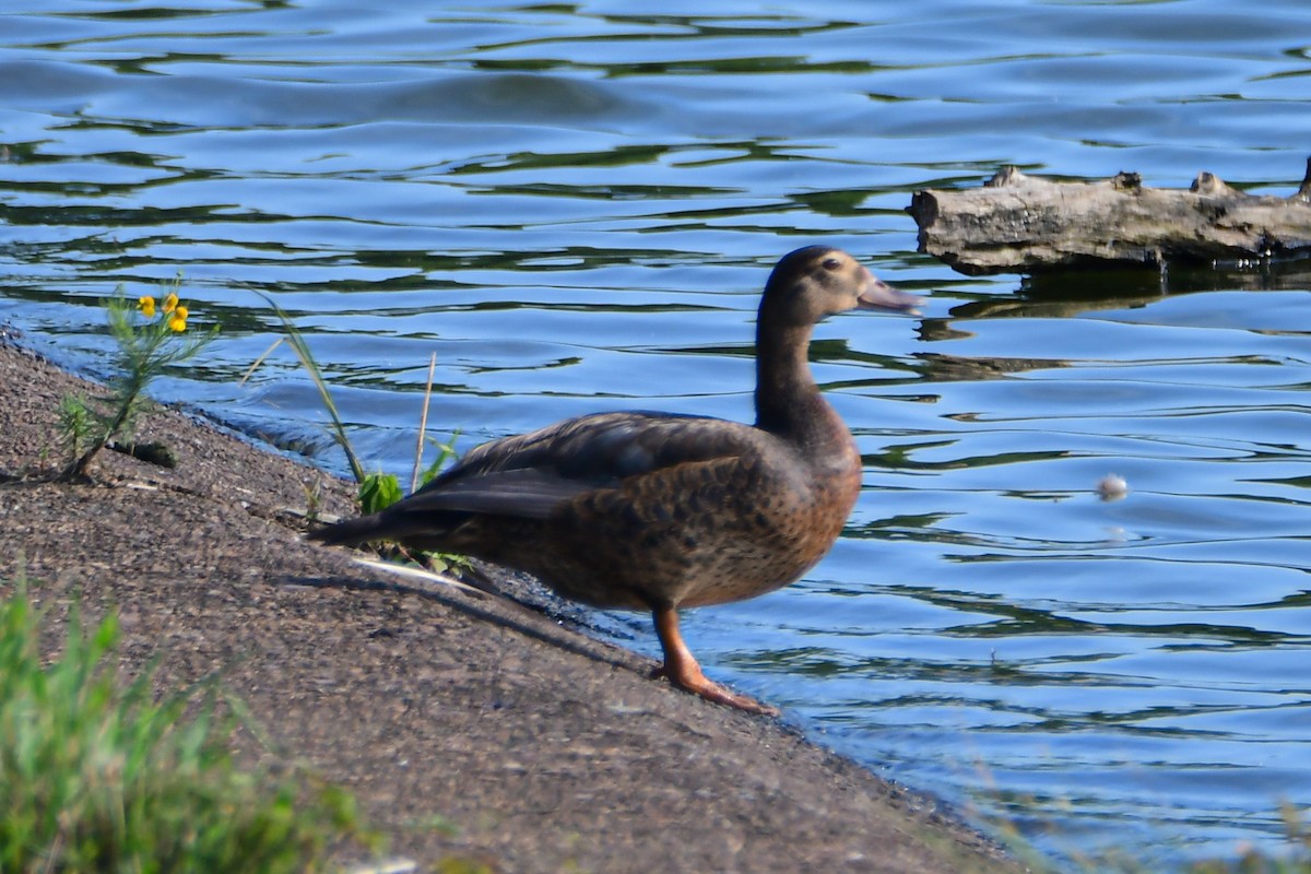 Muscovy Duck x Mallard (hybrid) - ML638070731