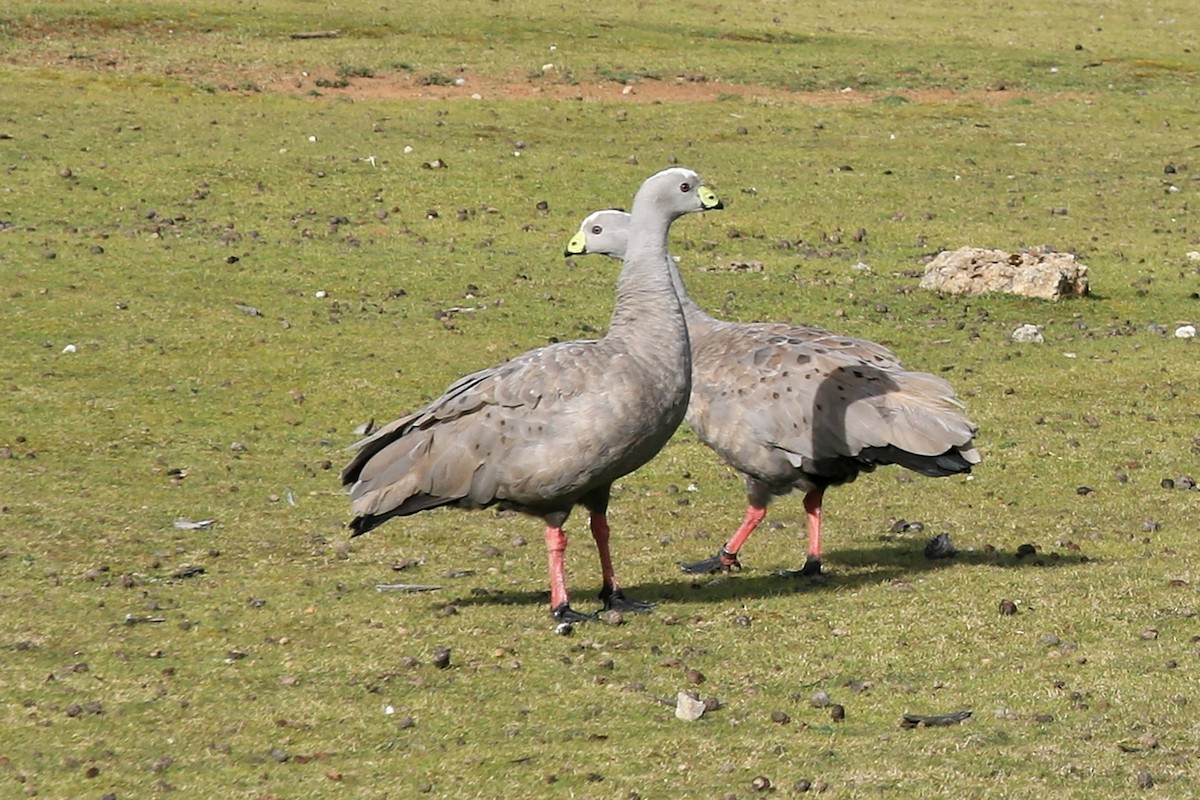 Cape Barren Goose - ML638070734