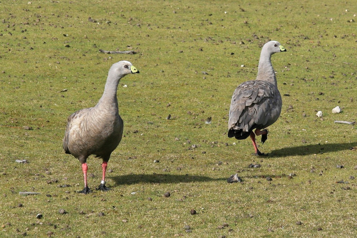 Cape Barren Goose - ML638070735
