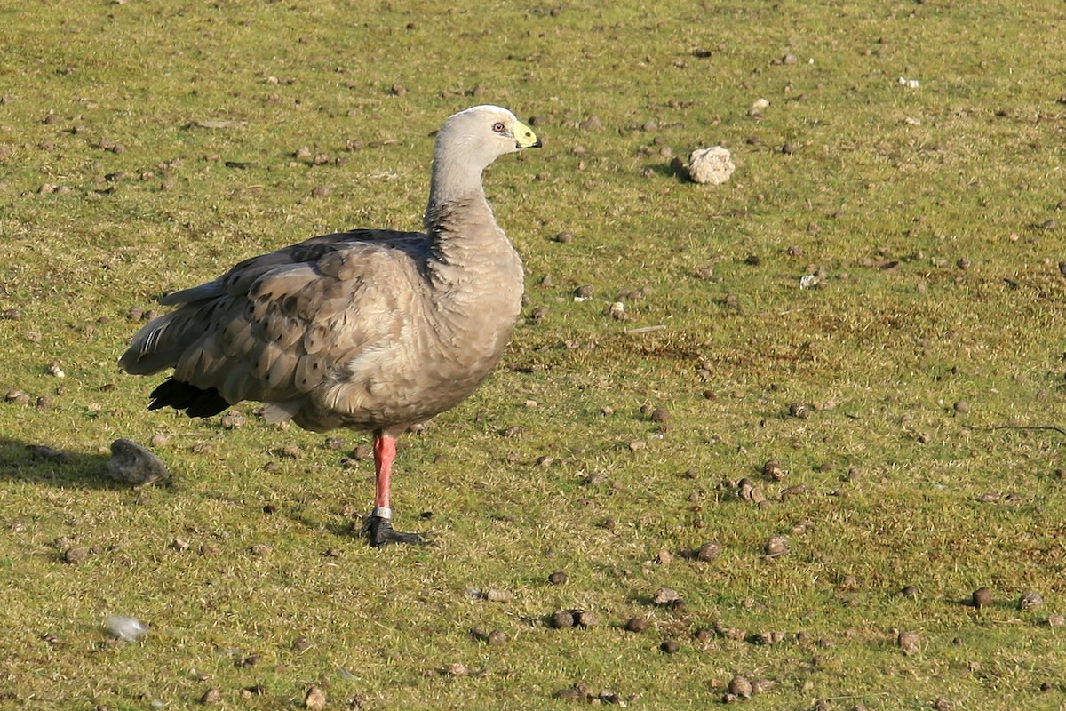 Cape Barren Goose - ML638070736