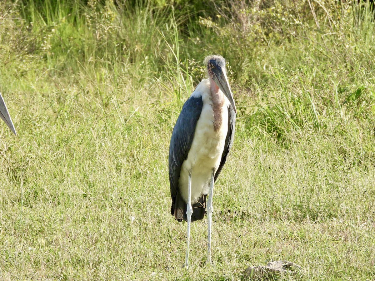 marabu africký - ML638070742