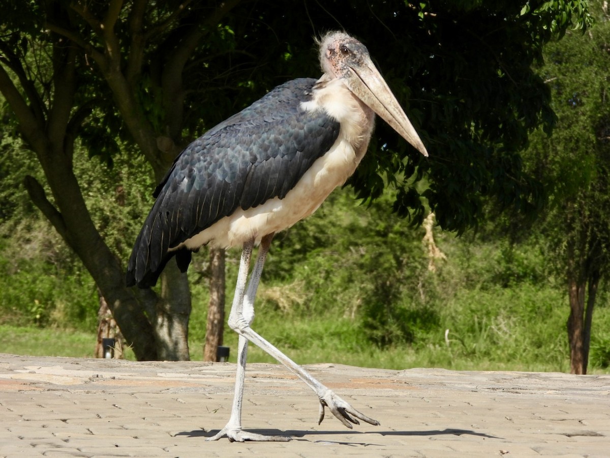 marabu africký - ML638070743