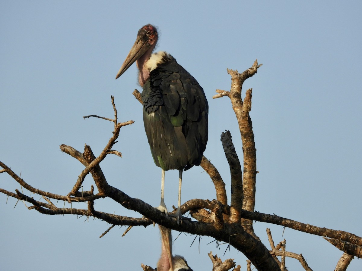 marabu africký - ML638070744