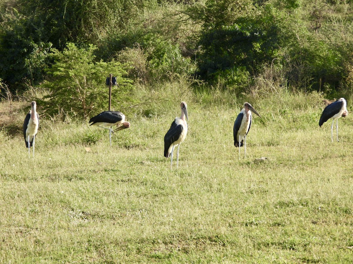 marabu africký - ML638070745