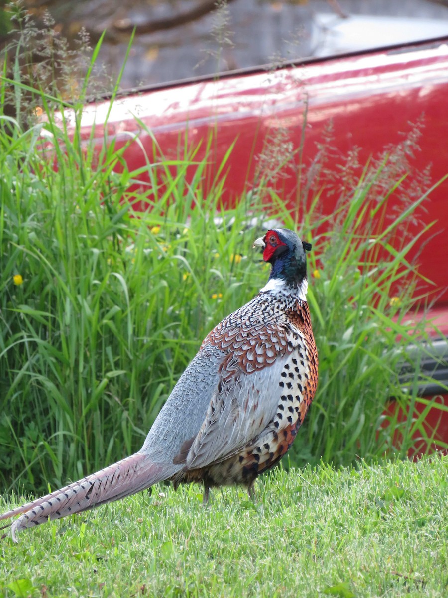 Ring-necked Pheasant - ML638070773