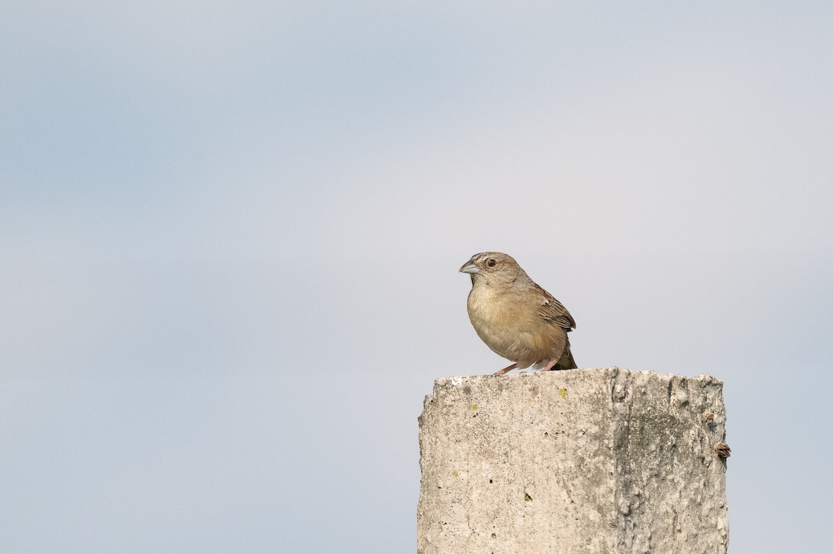 Botteri's Sparrow - ML638070812