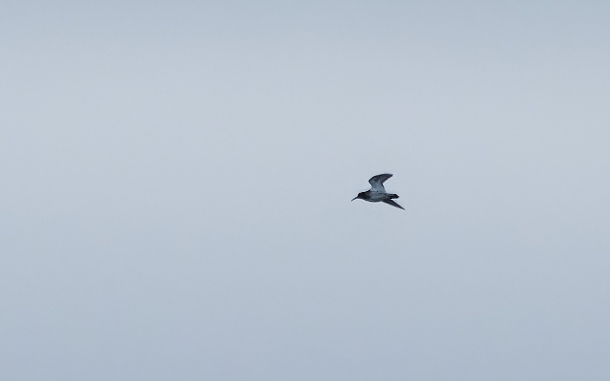 Rock Sandpiper - ML638070847