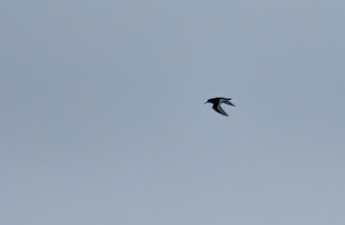 Rock Sandpiper - ML638070848