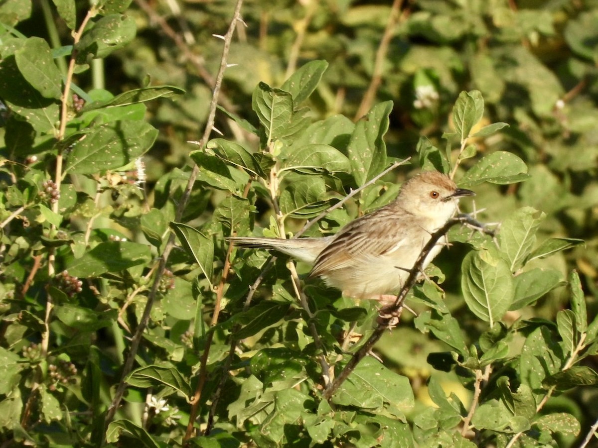 Rattling Cisticola - ML638070882
