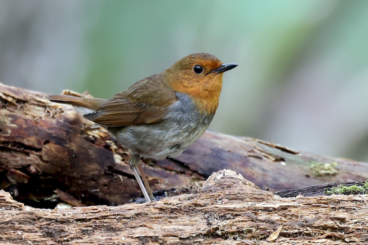 Japanese Robin - ML638070885