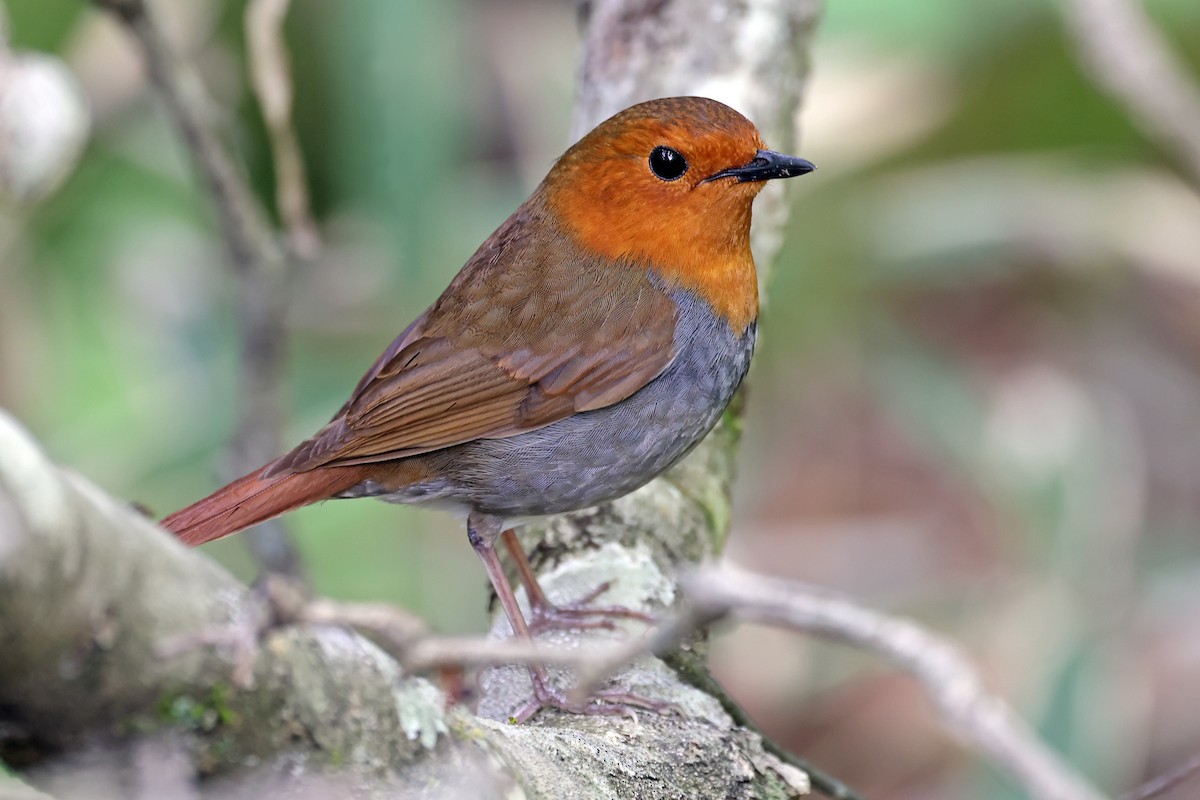 Japanese Robin - ML638070889