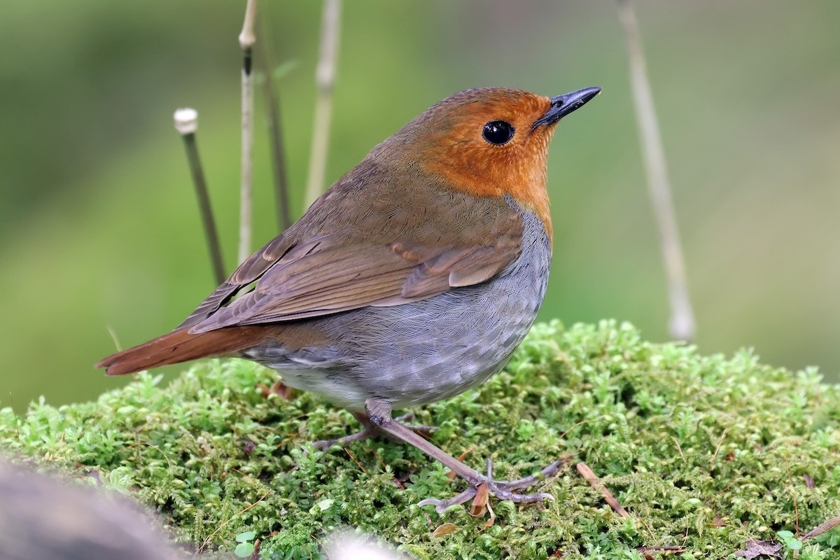 Japanese Robin - ML638070890