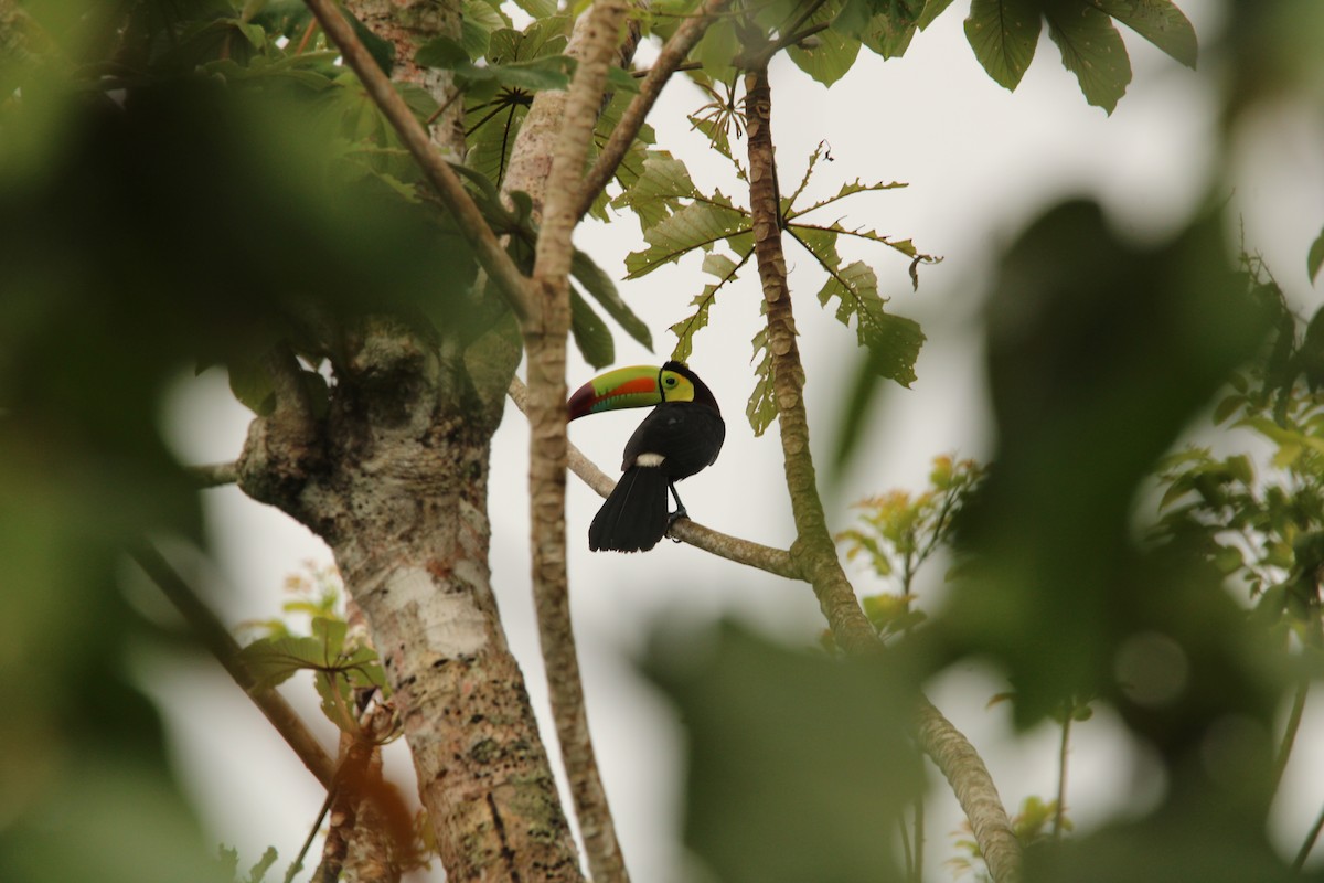Keel-billed Toucan - ML638070896
