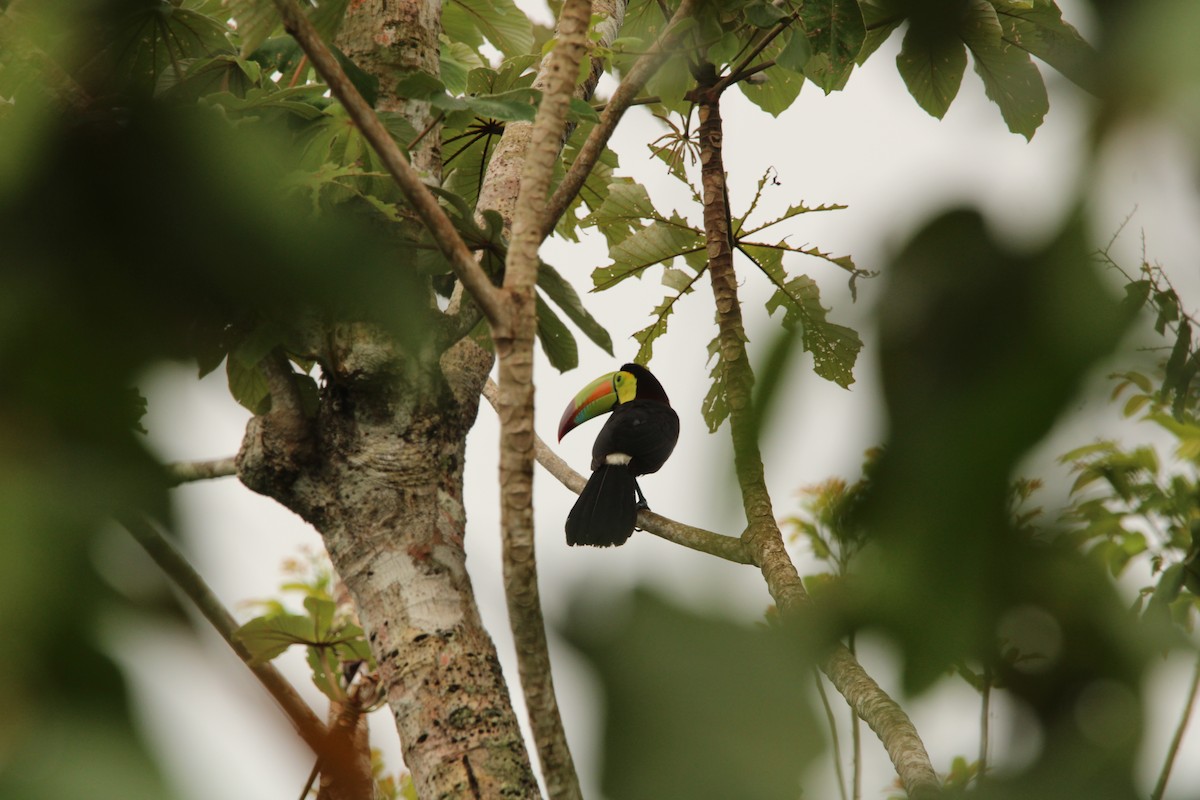 Keel-billed Toucan - ML638070897