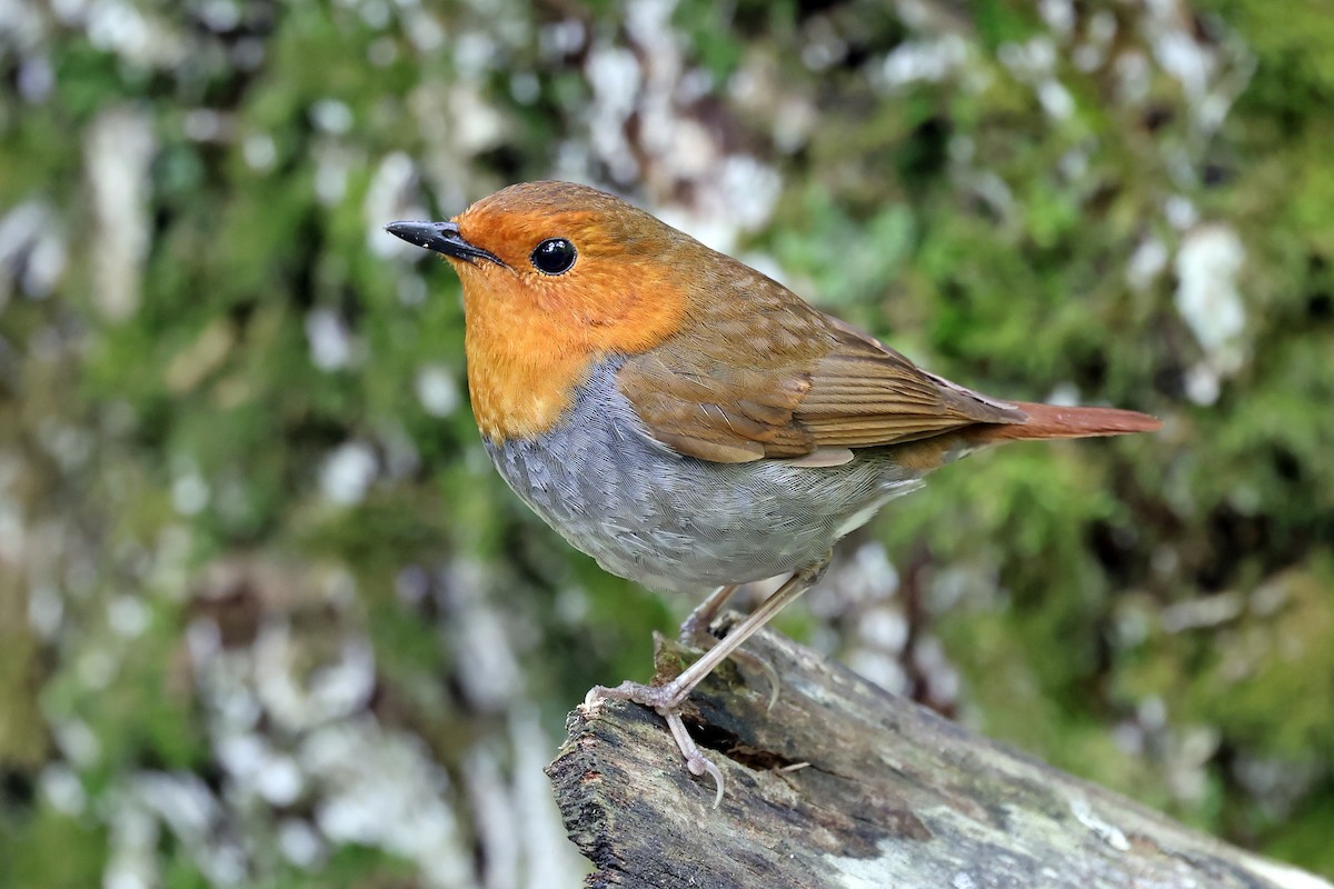 Japanese Robin - ML638070901