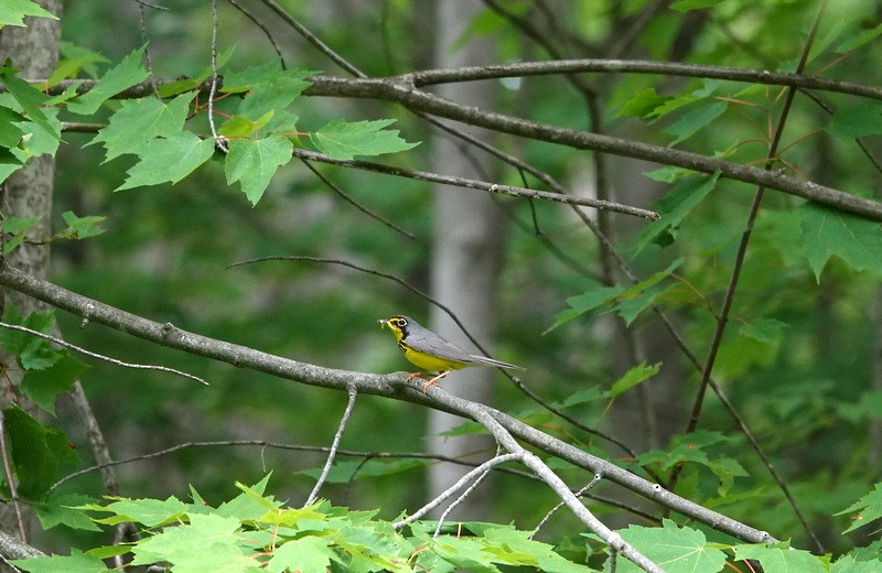 Canada Warbler - ML638070924