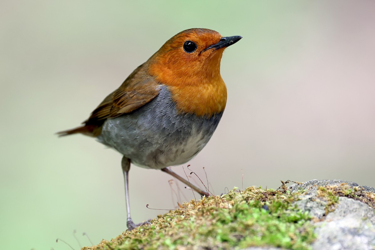 Japanese Robin - ML638070932