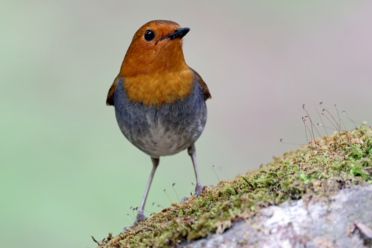 Japanese Robin - ML638070938